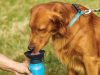 Aqua Dog BPA mentes itató kulacs kutyáknak 500ml 